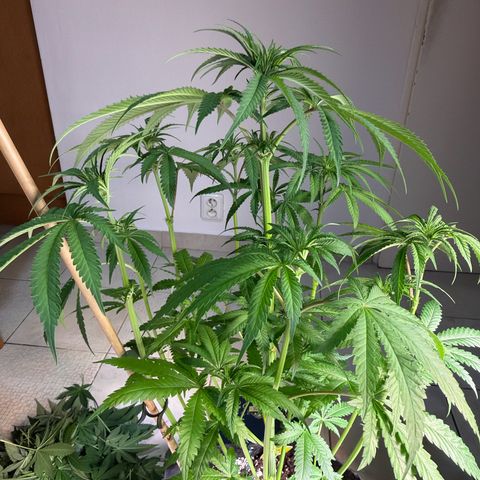 White Widow XXL #2 growlog timeline photo