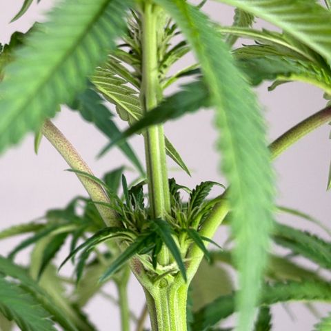 White Widow XXL #2 growlog timeline photo