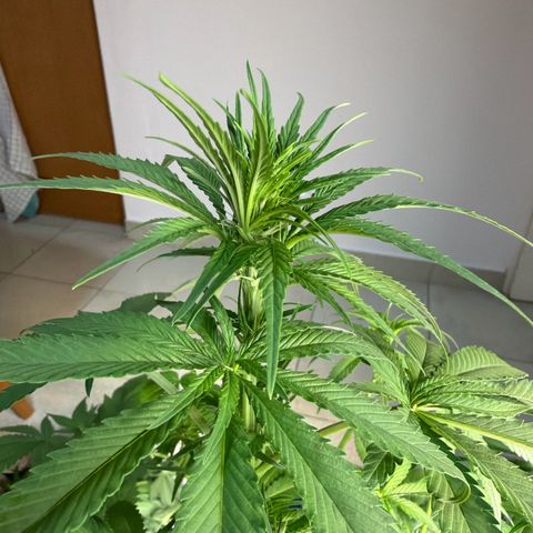 Acapulco Gold growlog timeline photo