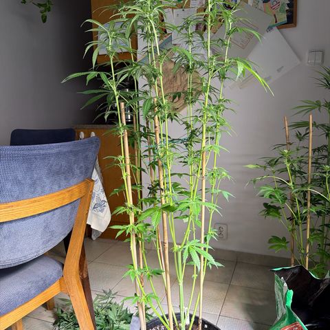 Gelato growlog timeline photo