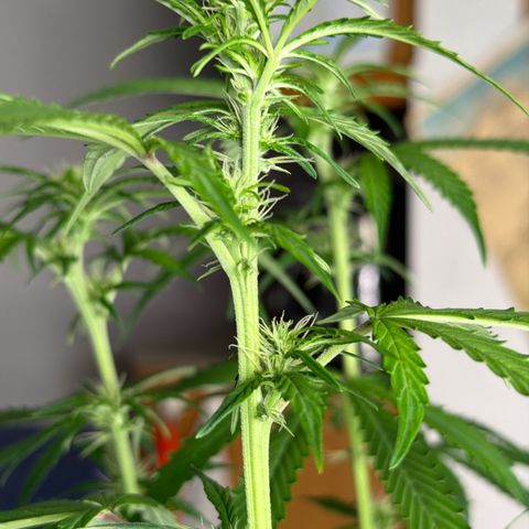 Gelato growlog timeline photo