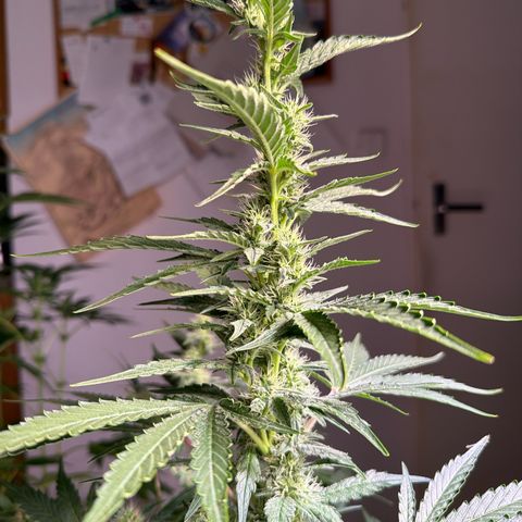 White Widow XXL #3 growlog timeline photo