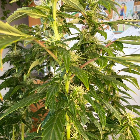 Gelato growlog timeline photo