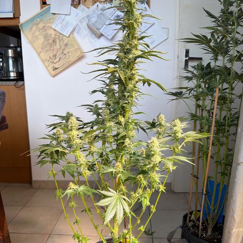 White Widow XXL #3 growlog timeline photo