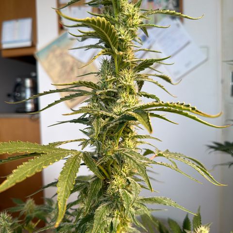 White Widow XXL #3 growlog timeline photo