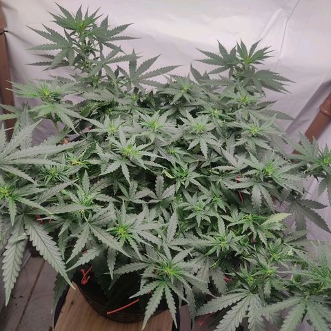 GMO automática growlog photo: Primeiro cultivo 