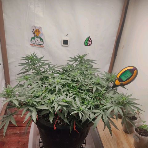 GMO automática growlog photo: Grow definitivo flora 