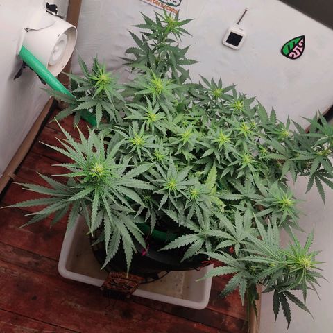 GMO automática growlog photo: Dia de desfoliação 