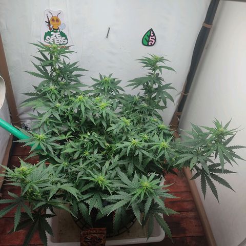 GMO automática growlog timeline photo