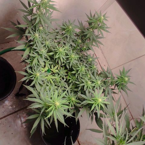 GMO automática growlog timeline photo