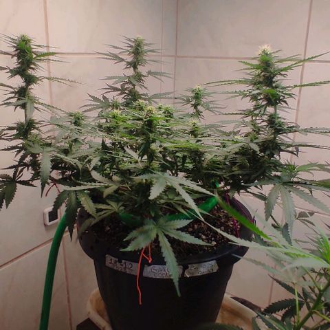 GMO automática growlog timeline photo