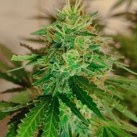 GMO automática growlog timeline photo