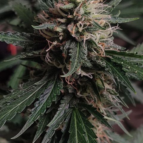 GMO automática growlog timeline photo