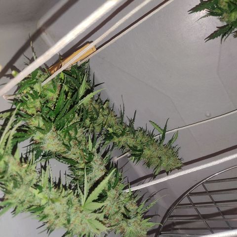GMO automática growlog photo: Colheita apenas dos topbud 