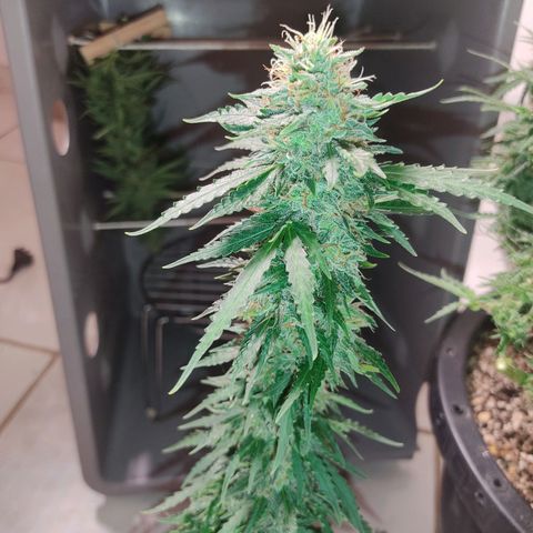 GMO automática growlog photo: Colheita apenas dos topbud 