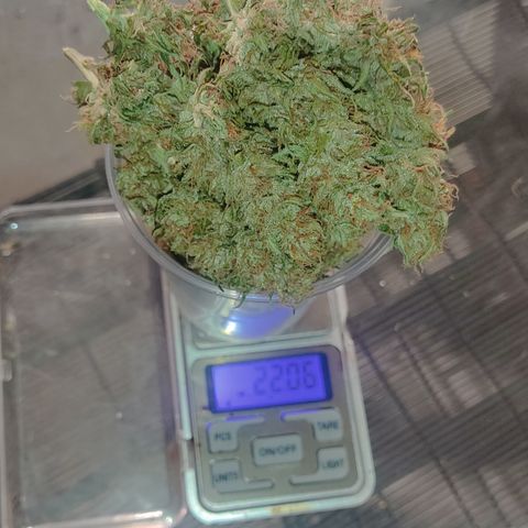 GMO automática growlog timeline photo