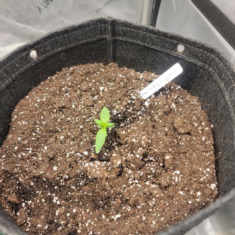 Mephisto Toof Decay x forum Stomper growlog timeline photo