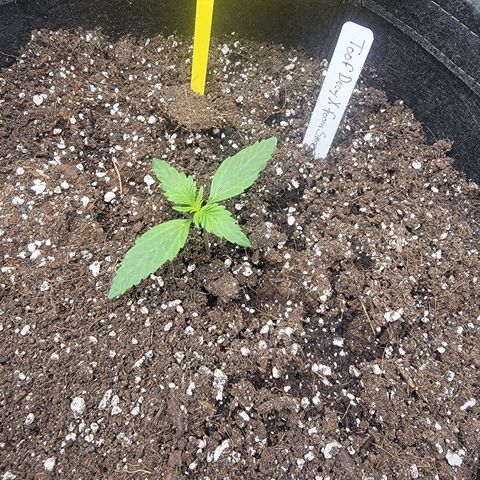 Mephisto Toof Decay x forum Stomper growlog timeline photo