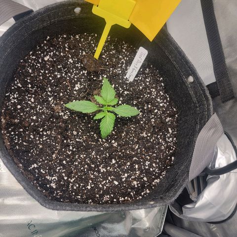 Mephisto Toof Decay x forum Stomper growlog timeline photo