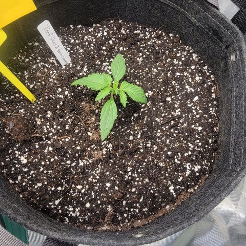 Mephisto Toof Decay x forum Stomper growlog timeline photo