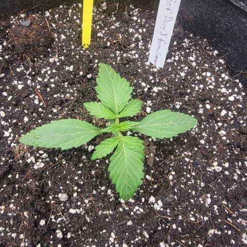 Mephisto Toof Decay x forum Stomper growlog timeline photo