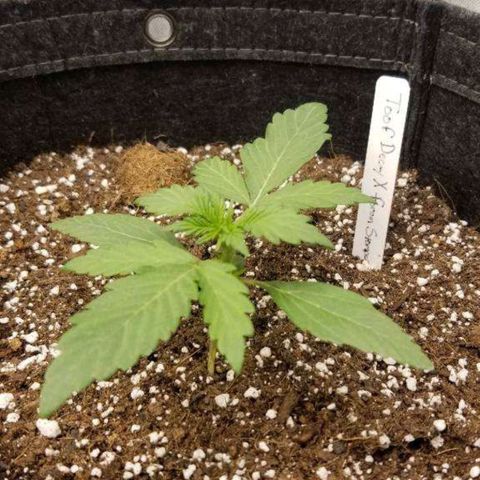 Mephisto Toof Decay x forum Stomper growlog timeline photo