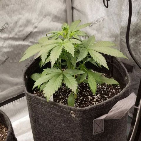 Mephisto Toof Decay x forum Stomper growlog timeline photo
