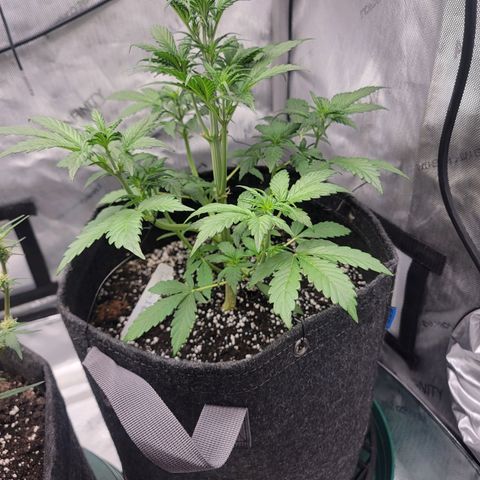 Mephisto Toof Decay x forum Stomper growlog timeline photo