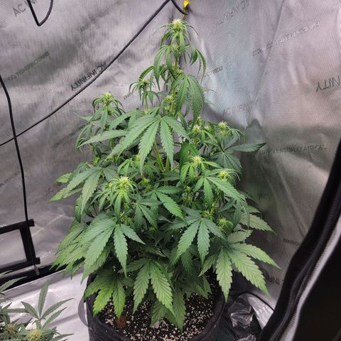 Mephisto Toof Decay x forum Stomper growlog timeline photo