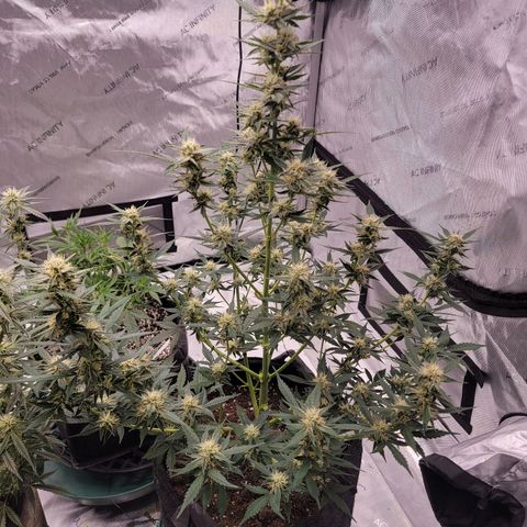Mephisto Toof Decay x forum Stomper growlog timeline photo