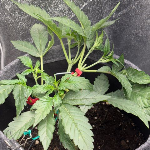 Sweet ZZ growlog timeline photo