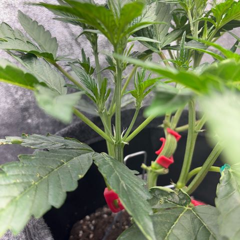Sweet ZZ growlog timeline photo