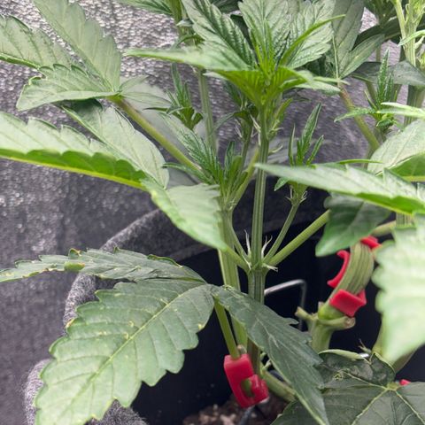 Sweet ZZ growlog timeline photo