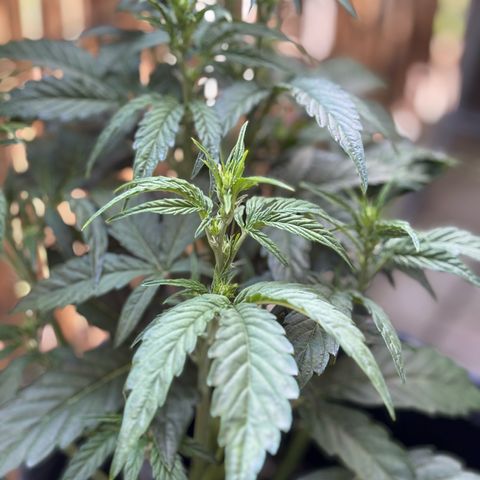 Sweet ZZ growlog timeline photo