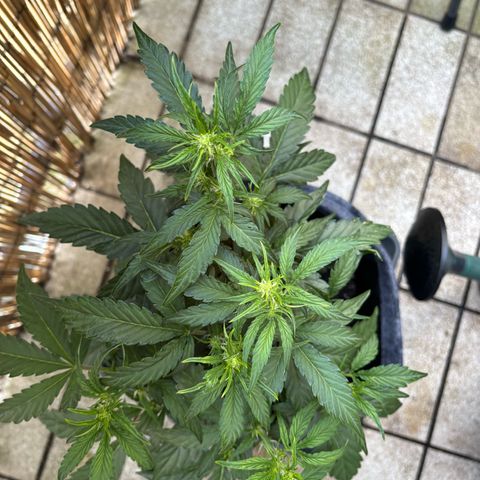 Sweet ZZ growlog timeline photo