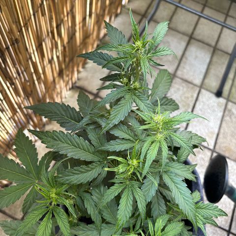 Sweet ZZ growlog timeline photo