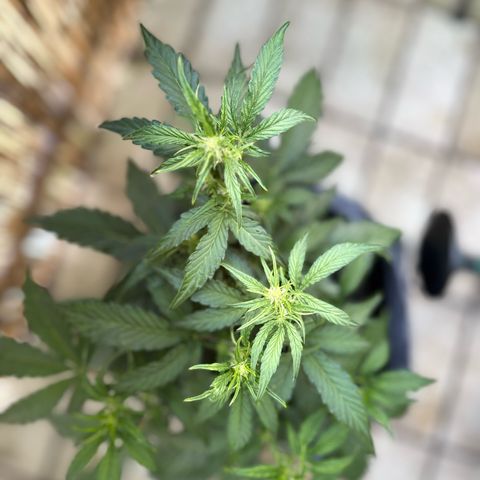 Sweet ZZ growlog timeline photo