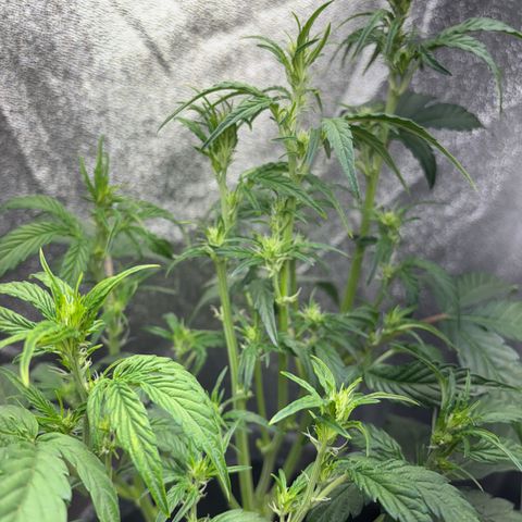 Sweet ZZ growlog timeline photo