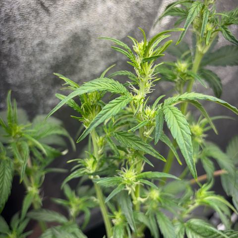 Sweet ZZ growlog timeline photo