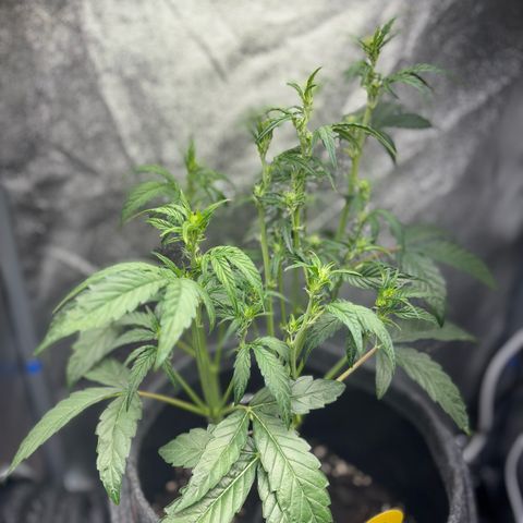 Sweet ZZ growlog timeline photo