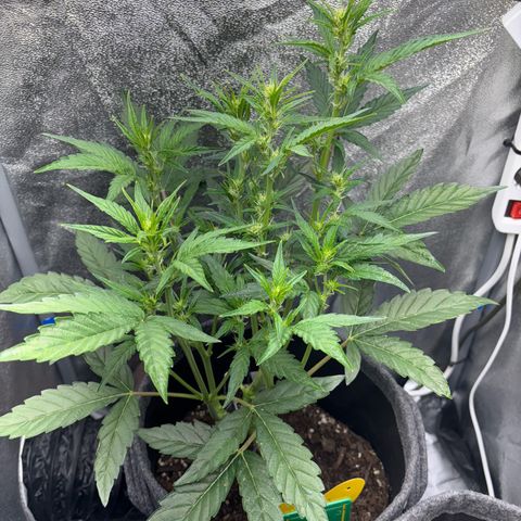 Sweet ZZ growlog timeline photo