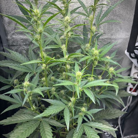 Sweet ZZ growlog timeline photo