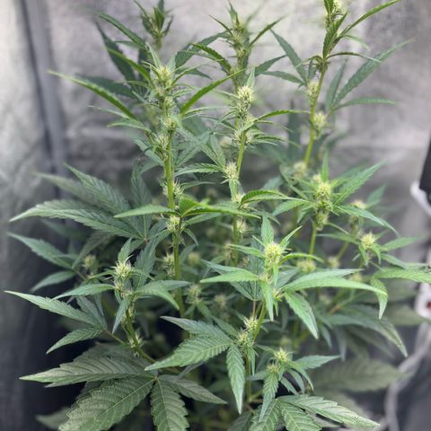 Sweet ZZ growlog timeline photo