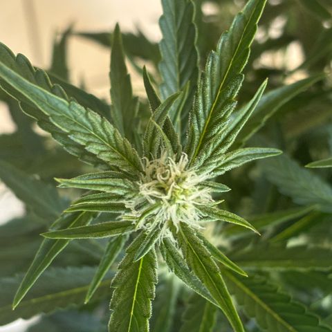 Sweet ZZ growlog timeline photo