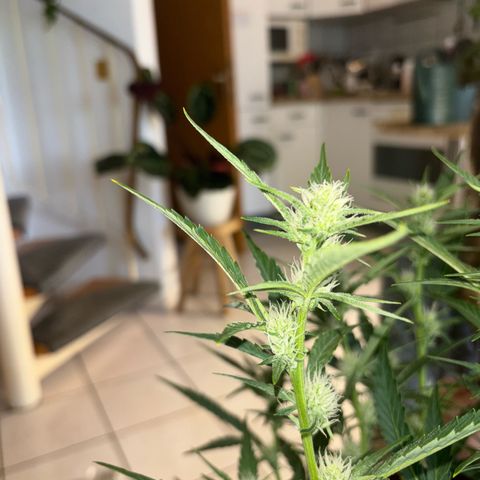 Sweet ZZ growlog timeline photo