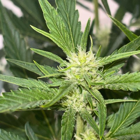Sweet ZZ growlog timeline photo