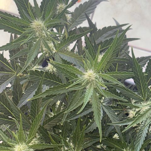 Sweet ZZ growlog timeline photo