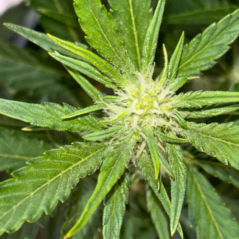 Sweet ZZ growlog timeline photo