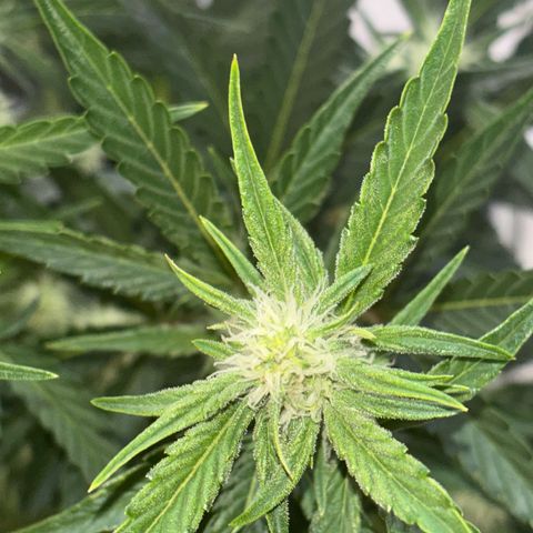 Sweet ZZ growlog timeline photo