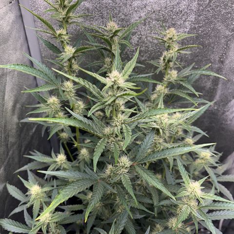 Sweet ZZ growlog timeline photo